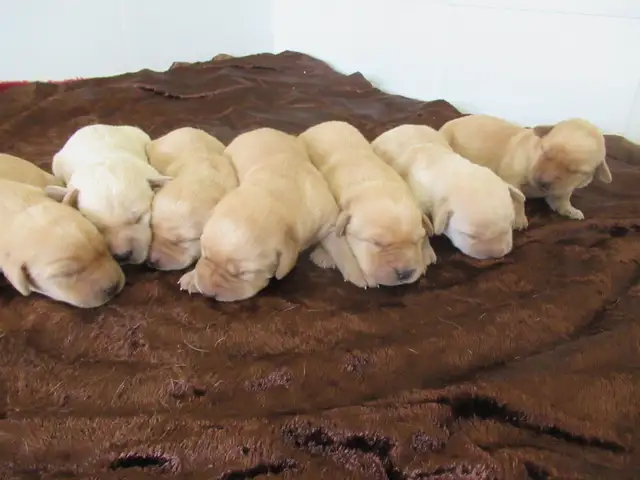 CKC Registered, yellow, purebred,  Labrador Retriever Puppies - Photo 3