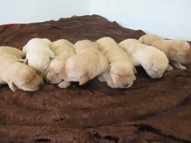 CKC Registered, yellow, purebred,  Labrador Retriever Puppies - Photo 4