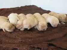 CKC Registered, yellow, purebred,  Labrador Retriever Puppies - Photo 4