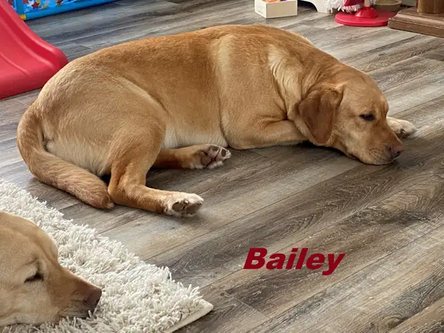 CKC Registered, yellow, purebred,  Labrador Retriever Puppies - Photo 5