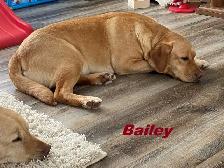 CKC Registered, yellow, purebred,  Labrador Retriever Puppies - Photo 5