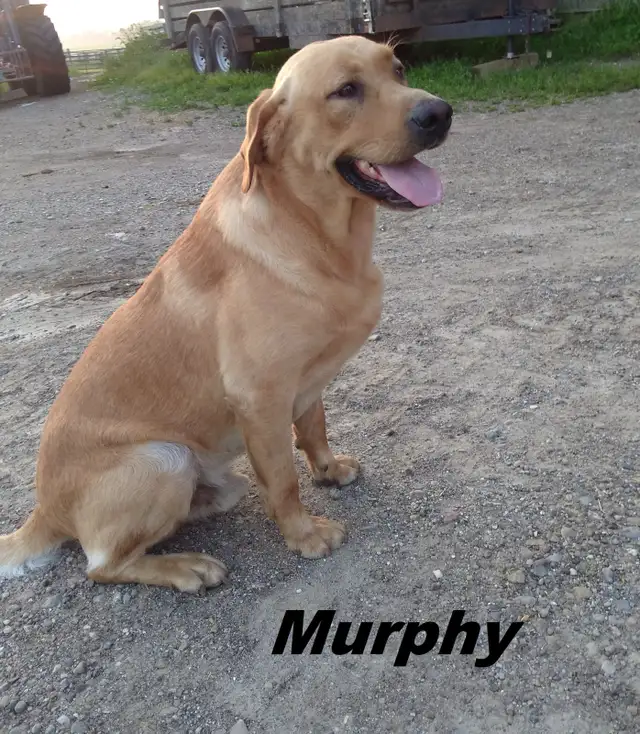 CKC Registered, yellow, purebred,  Labrador Retriever Puppies - Photo 6