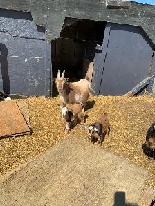 Nigerian goat doe/w twin girls