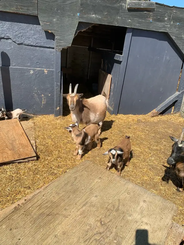 Nigerian goat doe/w twin girls - Photo 2