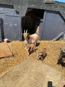 Nigerian goat doe/w twin girls - Photo 2