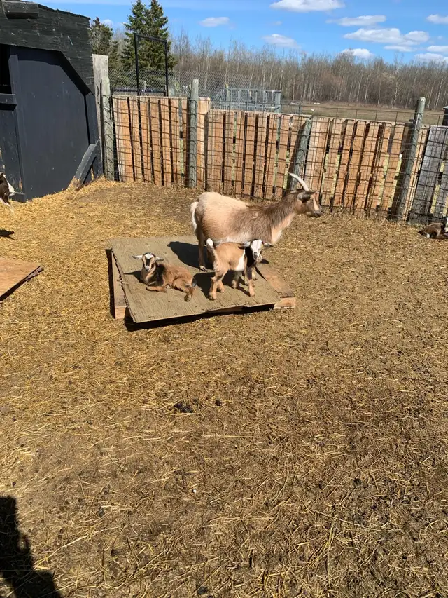Nigerian goat doe/w twin girls - Photo 3