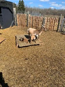 Nigerian goat doe/w twin girls - Photo 3
