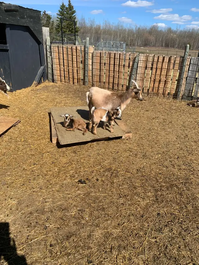 Nigerian goat doe/w twin girls - Photo 4
