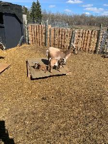 Nigerian goat doe/w twin girls - Photo 4