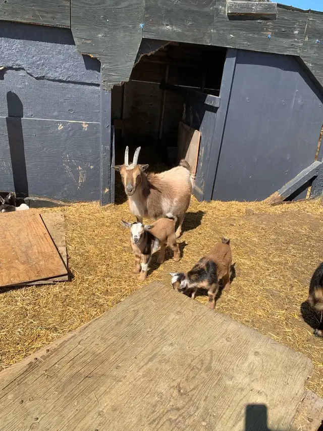 Nigerian goat doe/w twin girls - Photo 5