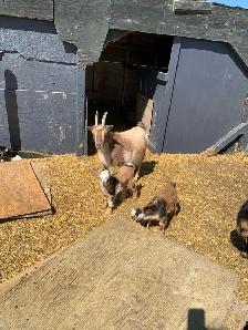 Nigerian goat doe/w twin girls - Photo 5