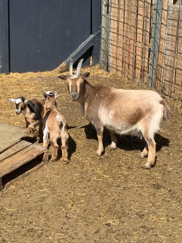 Nigerian goat doe/w twin girls - Photo 6