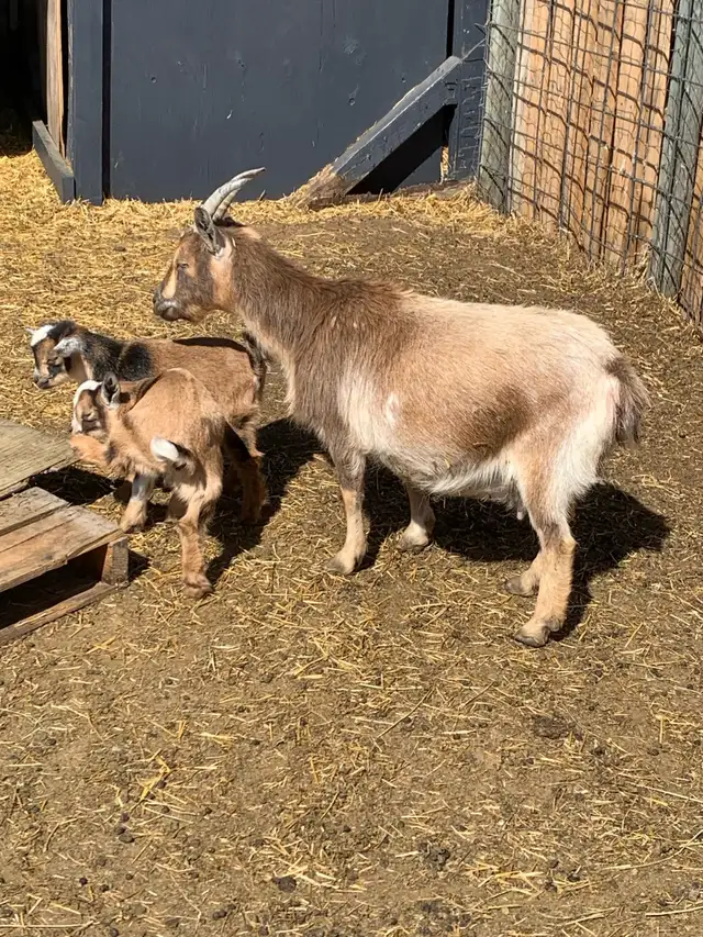 Nigerian goat doe/w twin girls - Photo 7