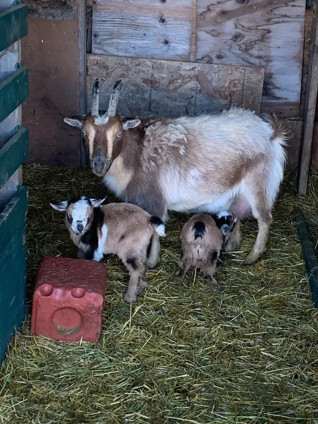 Nigerian goat doe/w twin girls - Photo 8