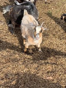 2 yr old goat doe