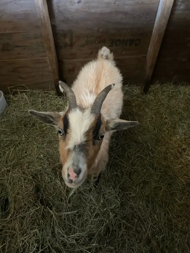 2 yr old goat doe - Photo 2