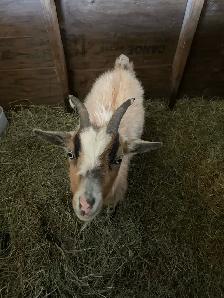 2 yr old goat doe - Photo 2