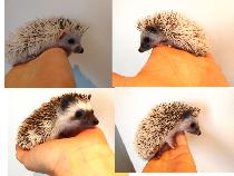 ♥Baby boy hedgehogs! Delivery & habitats.. please Text to reply