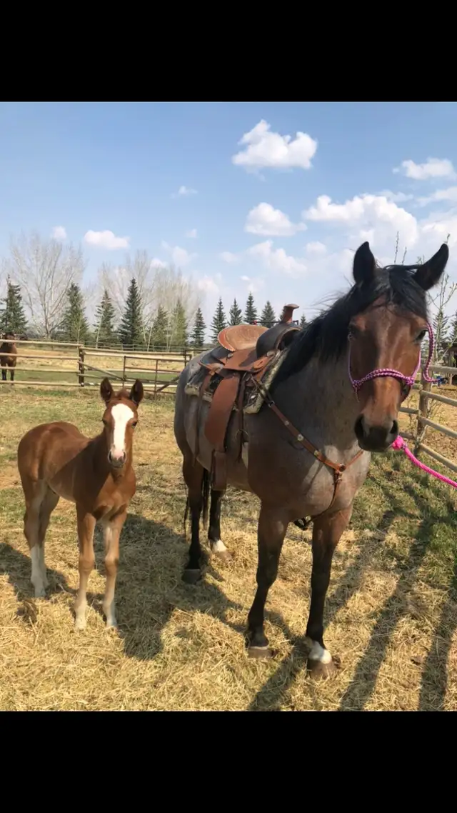 Registered AQHA Roan Mare