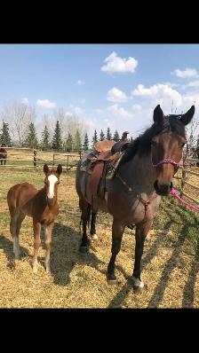 Registered AQHA Roan Mare