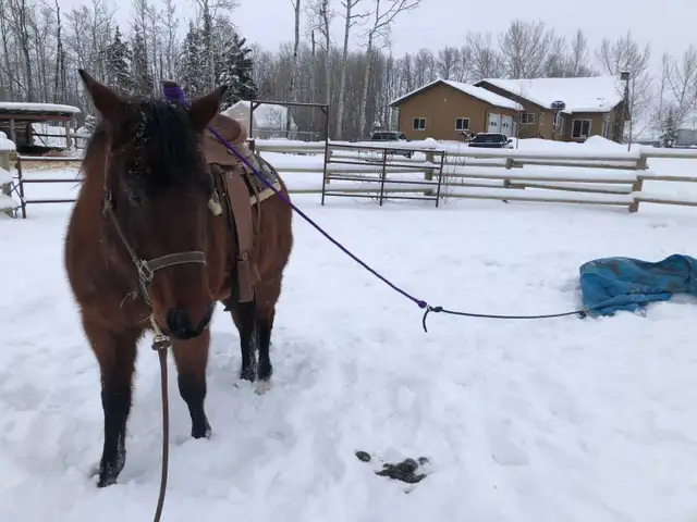 Registered AQHA Roan Mare - Photo 2