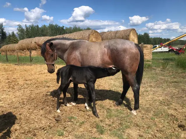 Registered AQHA Roan Mare - Photo 4