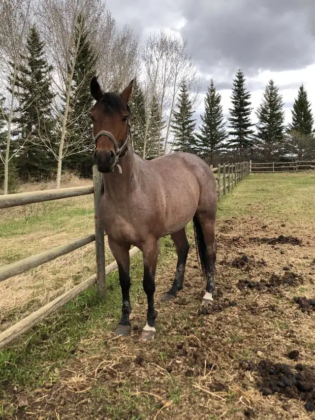 Registered AQHA Roan Mare - Photo 5