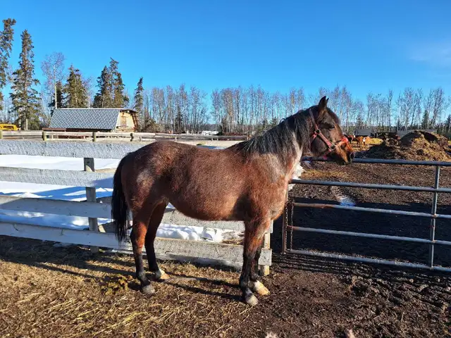 Registered AQHA Roan Mare - Photo 6
