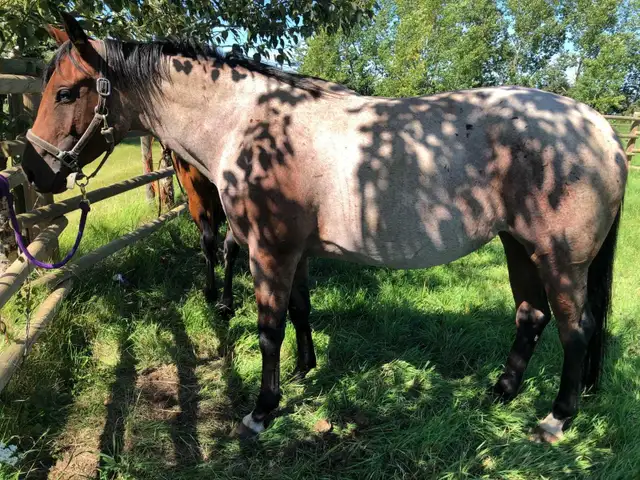 Registered AQHA Roan Mare - Photo 7