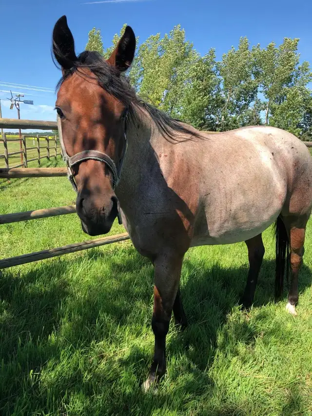 Registered AQHA Roan Mare - Photo 8
