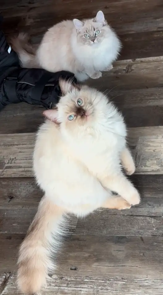 Registered Ragdoll Girl!