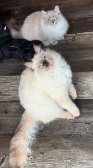 Registered Ragdoll Girl!