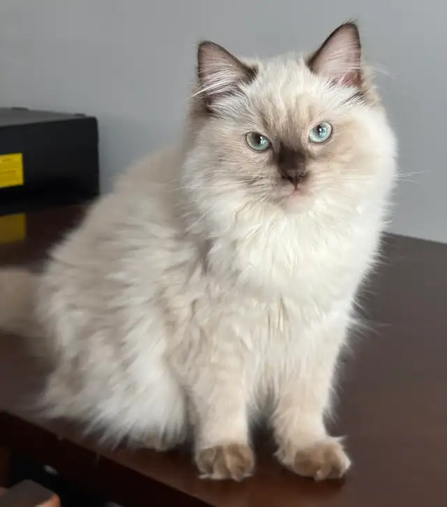 Registered Ragdoll Girl! - Photo 2