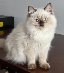 Registered Ragdoll Girl! - Photo 2