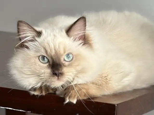 Registered Ragdoll Girl! - Photo 3