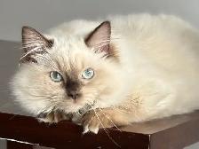 Registered Ragdoll Girl! - Photo 3