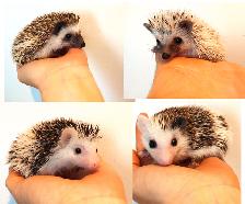 ♥Female baby hedgehogs
