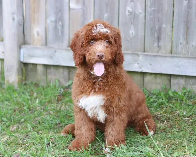 Mini Bernedoodle