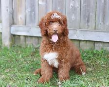 Mini Bernedoodle