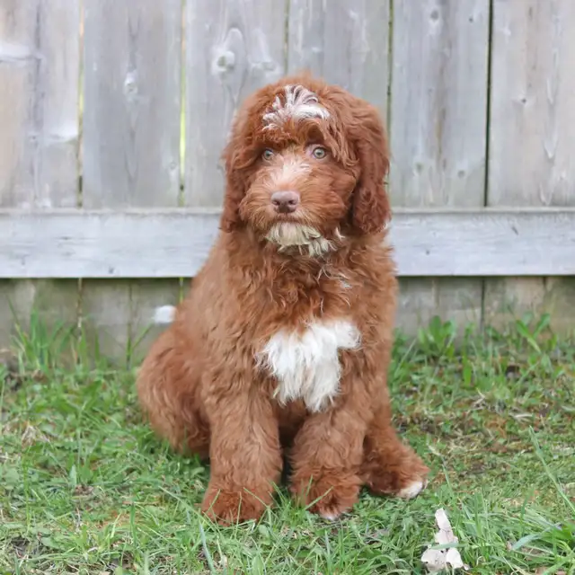 Mini Bernedoodle - Photo 2