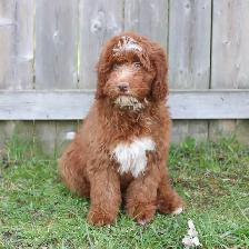 Mini Bernedoodle - Photo 2