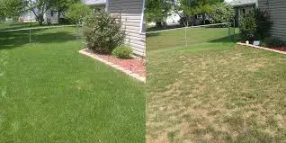 Overseed & Soil   Aeration - Photo 2