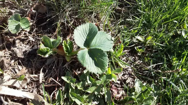 June-Bearing Strawberry Seedlings