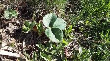 June-Bearing Strawberry Seedlings