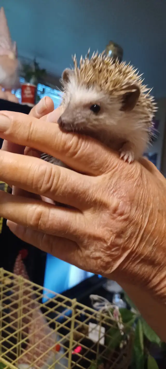 BABIES HEDGHOGS - Photo 4