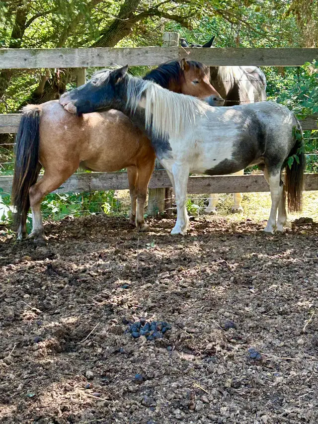Appaloosa Miniature Horses
