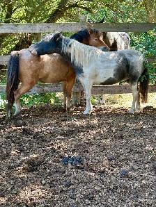 Appaloosa Miniature Horses