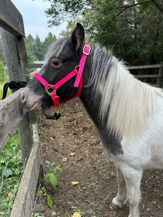 Appaloosa Miniature Horses - Photo 2