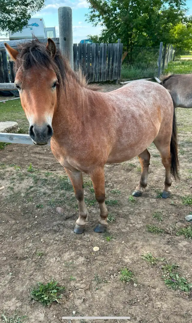 Appaloosa Miniature Horses - Photo 3