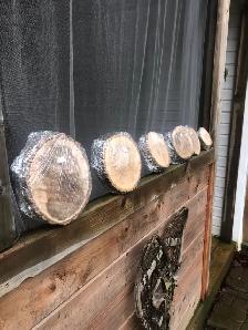 Grande variété de tranches de bois en vente